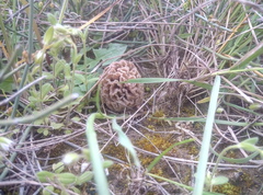 Morchella steppicola