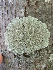 Flavoparmelia soredians