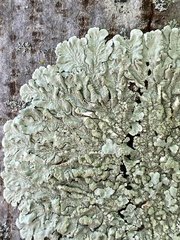 Flavoparmelia soredians