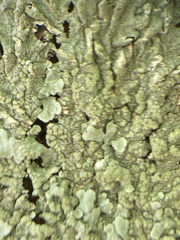 Flavoparmelia soredians