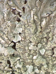 Flavoparmelia soredians