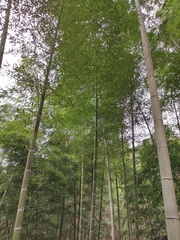 Phyllostachys edulis