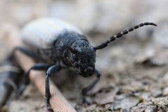 Dorcadion fuliginator