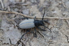 Dorcadion fuliginator