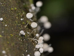 Mycena piringa