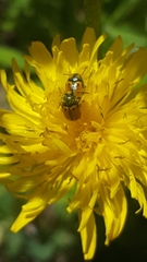 Cryptocephalus rugicollis