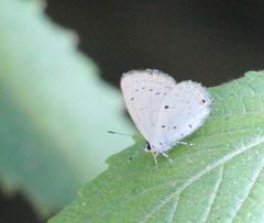 Eicochrysops hippocrates