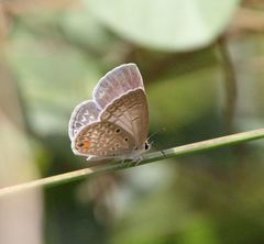 Euchrysops malathana