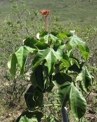Jatropha mollissima