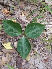 Trillium maculatum