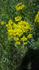 Euphorbia ceratocarpa