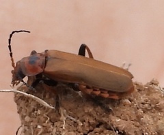 Cantharis coronata
