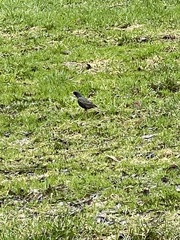Sturnus vulgaris