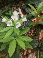 Cardamine waldsteinii