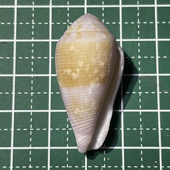 Conus glans
