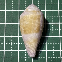 Conus glans