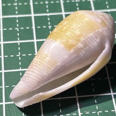 Conus glans