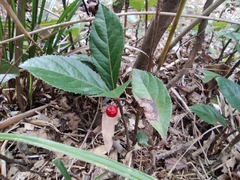 Ardisia japonica
