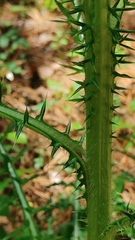 Cirsium nuttallii