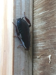 Drymaplaneta semivitta