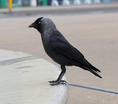 Corvus monedula
