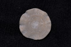 Soritidae