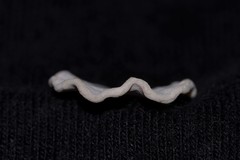 Soritidae
