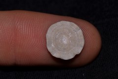 Soritidae
