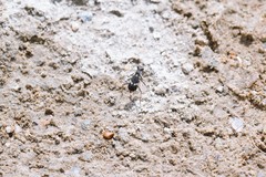 Cicindela schauppii