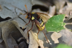 Cimbex quadrimaculatus