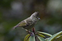 Sylviparus modestus