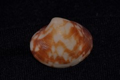 Lioconcha fastigiata