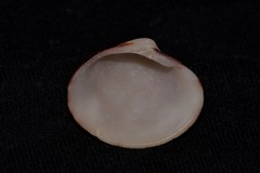 Lioconcha fastigiata