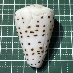 Conus eburneus