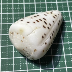 Conus eburneus