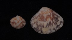 Lioconcha fastigiata