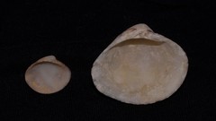 Lioconcha fastigiata