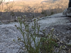 Cardamine parviflora