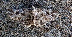 Iridopsis larvaria