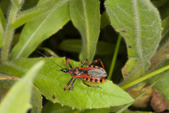 Rhynocoris iracundus