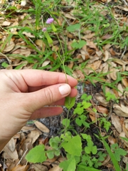 Emilia sonchifolia image