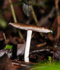 Stropharia formosa