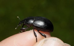 Liparus tenebrioides