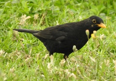 Turdus merula