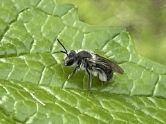 Andrena erigeniae