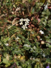 Conopodium majus