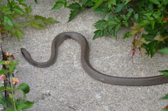 Coluber constrictor latrunculus