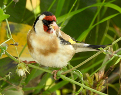 Carduelis carduelis