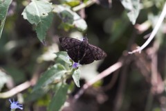 Pellicia arina