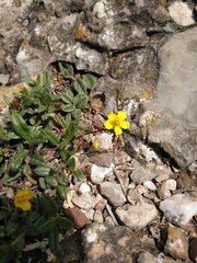 Helianthemum oelandicum